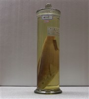 藏品(杜氏鸚哥魚)的圖片